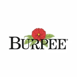 Burpee